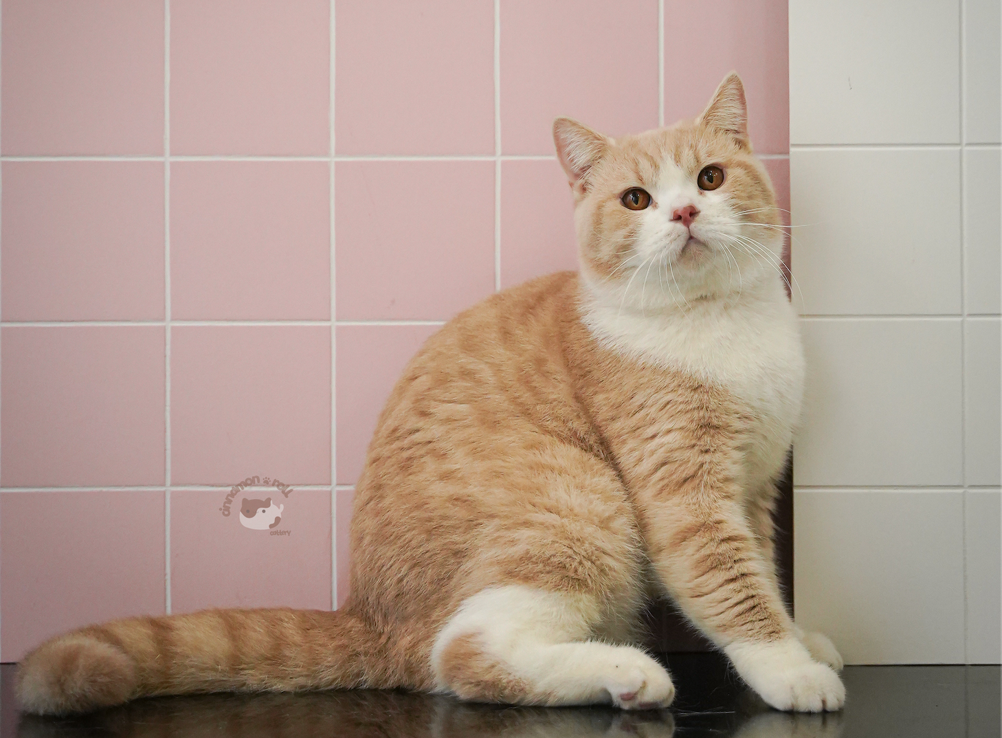 JCH. JCH. Cinnamon Roll Archie